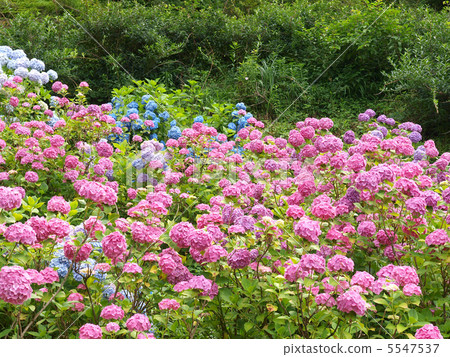 原來的溫泉·繡球花繡球花 5547537