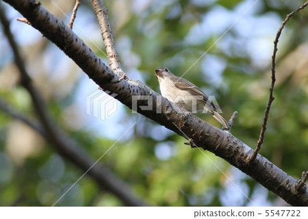 Kosametepataki 5547722