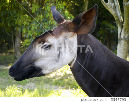 Okapi 5547793