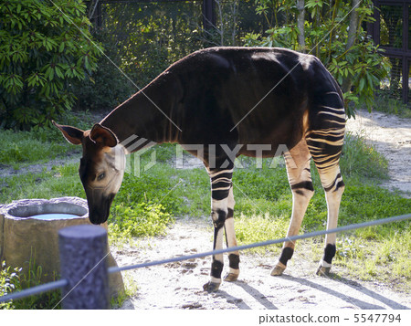 霍加皮 霍加皮 5547794