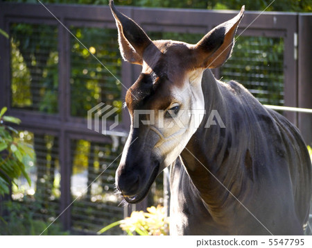 霍加皮 霍加皮 5547795
