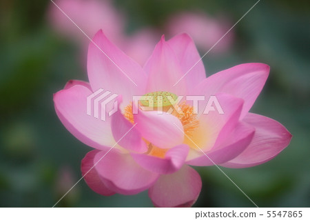 伊豆沼的蓮花 5547865