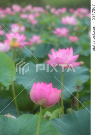 伊豆沼的蓮花 5547867