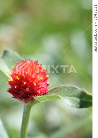 Sennichiko Strawberry Fields 5548111