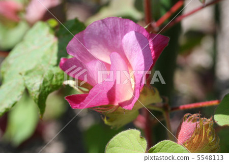 Cotton Flower 5548113