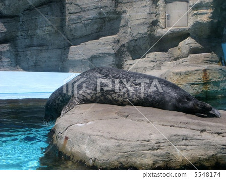 密封件 密封件 5548174