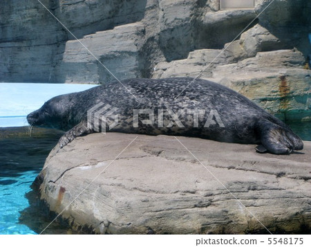 密封件 密封件 5548175