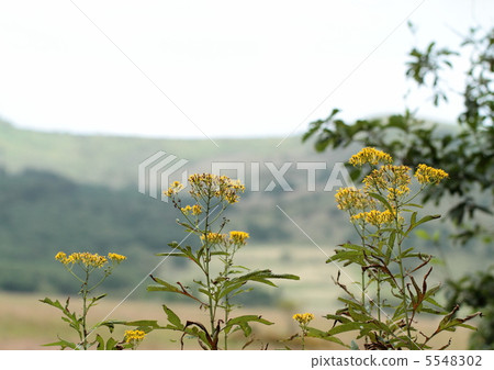 Wildflower blooming wetland 5548302