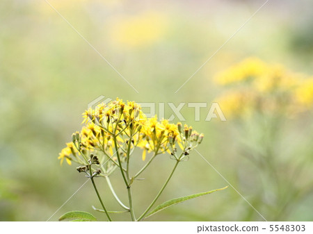 A landscape of a maiden flower 5548303