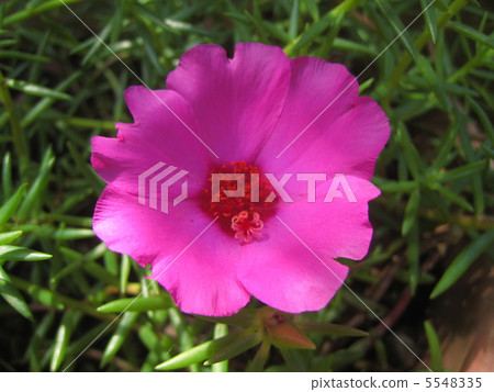 Pine needle button 5548335