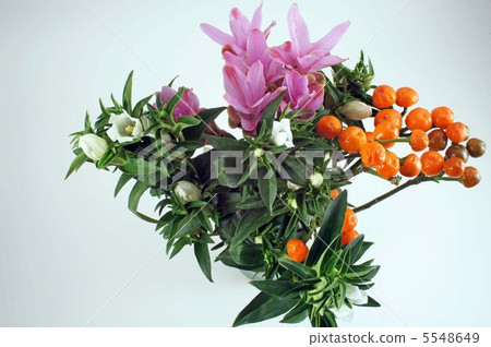 Curcuma / Lindau / Capsicum圓錐形 5548649