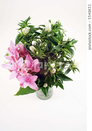 薑黃和龍膽 薑黃和龍膽 5548651