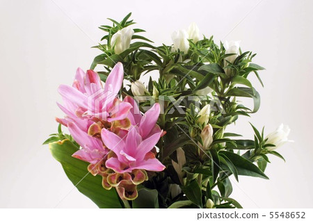 薑黃和龍膽 薑黃和龍膽 5548652