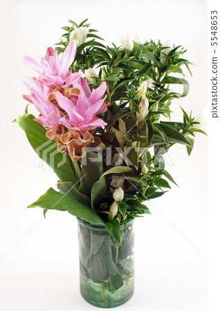 Curcuma and Gentian 5548653