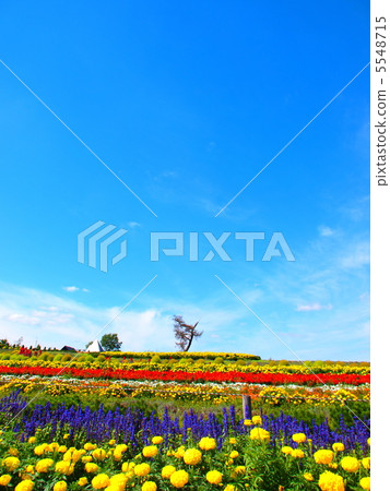 埃爾維斯山 5548715