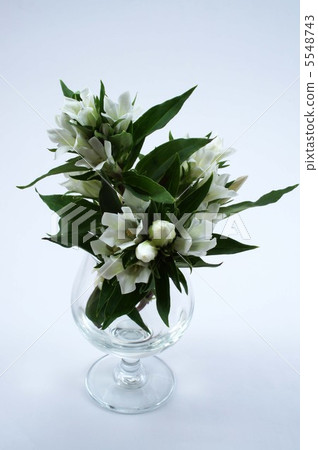 White gentian 5548743