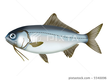 Ginmedai Ginmedai 5548896