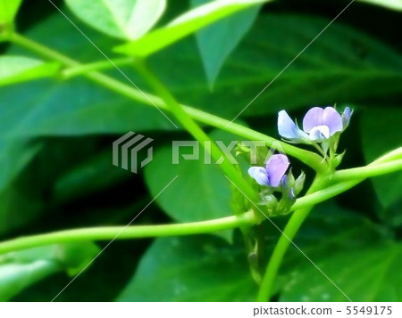 大豆的磨豆 5549175