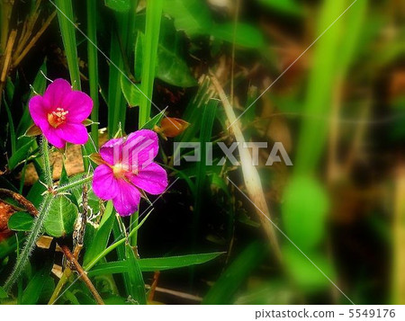 Genko Shoko famous for medicinal herbs 5549176