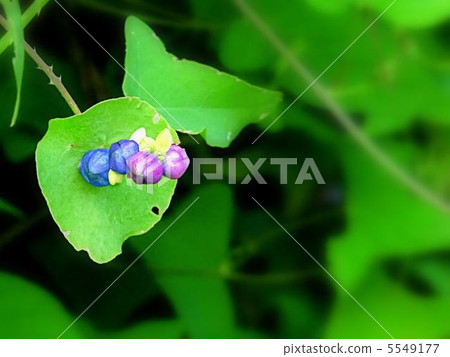 Ishikawa's fruit 5549177