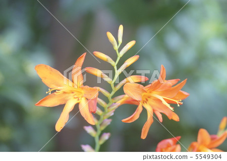 Crocosmia Crocosmia 5549304