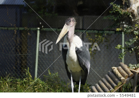 Desertion, African spotted eggplant Desertion, African spotted eggplant 5549481