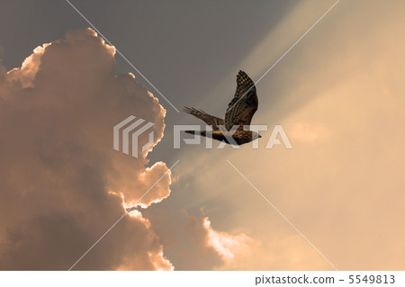 Young otaku young birds returning to the roost 5549813