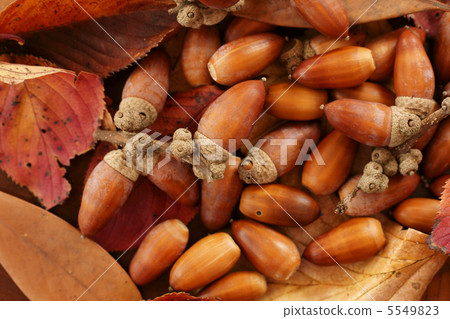 椎骨果實 5549823