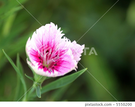 Dianeus (Nishikoshiko Shikisaki) 5550200