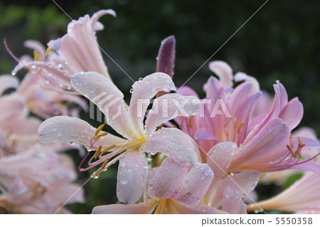 莉莉雨後 莉莉雨後 5550358