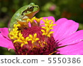 One flower blooming in the field and Kero 5550386