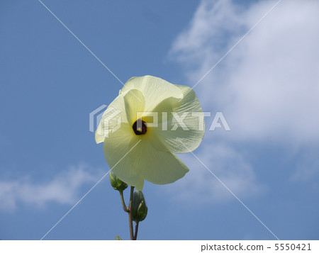 Flower Okra 5550421