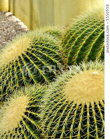 Cabbage Cabbage 5550559