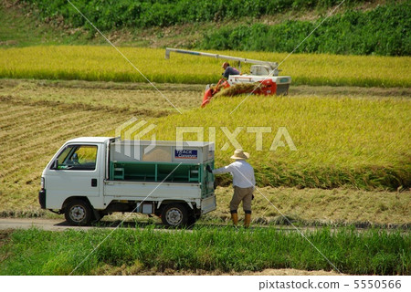 Rice reaping 5550566