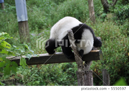 Small panda to do a repellent 5550597