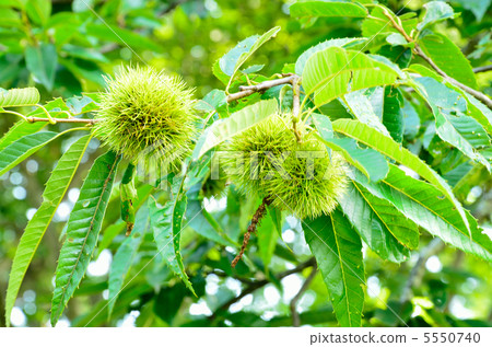 板栗殼amphi 5550740