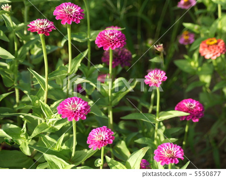 Zinnia: Besshi Zinnia: Besshi 5550877