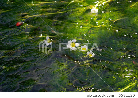 Mishima Meisei River Mishima Meihana alga 5551120