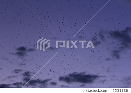 燕子掠過夜空 燕子掠過夜空 5551186