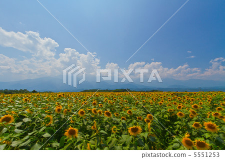 夏天天空和向日葵 夏天天空和向日葵 5551253