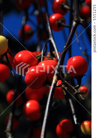 紅辣椒 紅辣椒 5551255