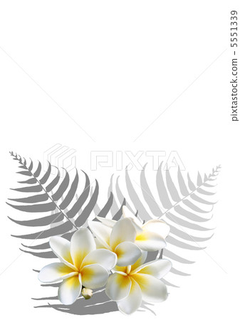 Plumeria and fern Plumeria and fern 5551339