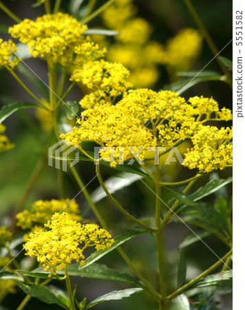 Ominaeji：Toro花 5551582