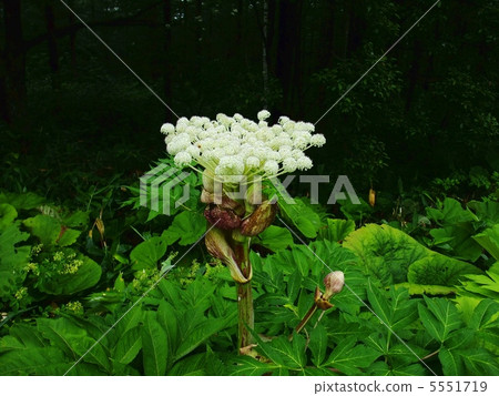 Ezonu之花 Ezonu之花 5551719