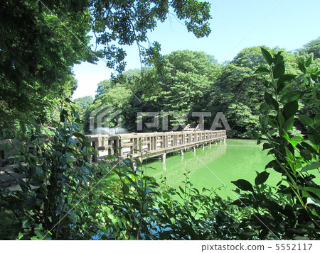 Inokashira Park's tree road Inokashira Park's tree road 5552117