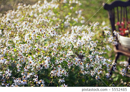 Wild plant of the garden _ 01 5552485