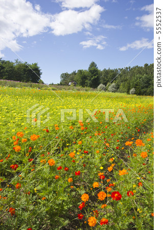 Cosmos field and blue sky 5552537