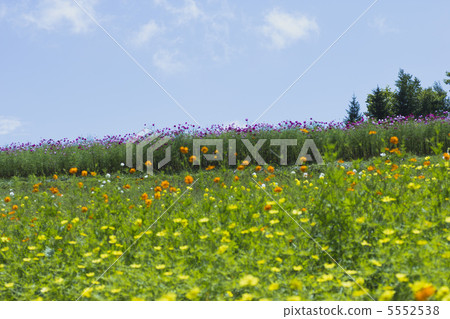 Cosmos field and blue sky 5552538