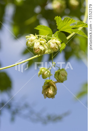 Blue sky and hop Blue sky and hop 5552579