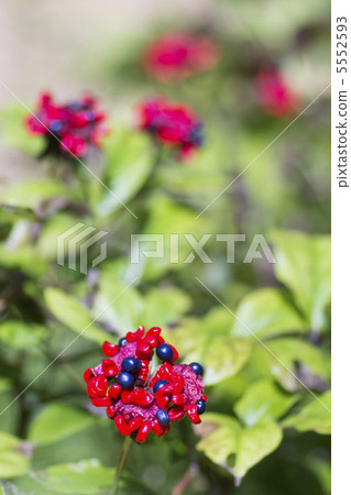 Yama peonies seeds 5552593